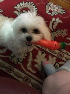 female lhasa apso for sale